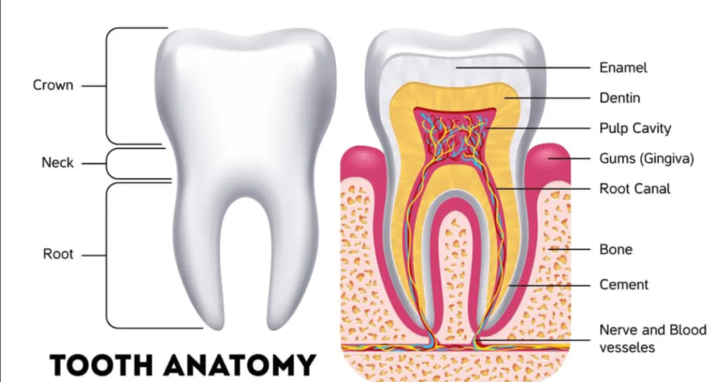 Common Colors of a Tooth Cavity