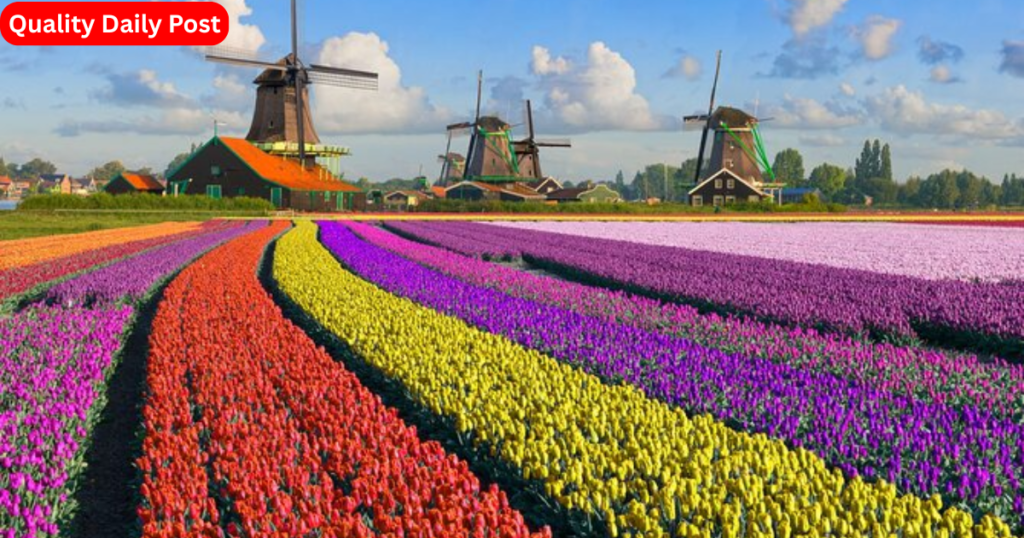 Netherlands – A Paradise of Tulips and Windmills