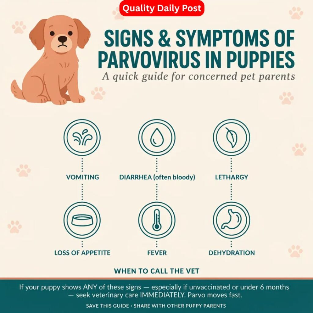 Signs and Symptoms of Parvovirus in Puppies